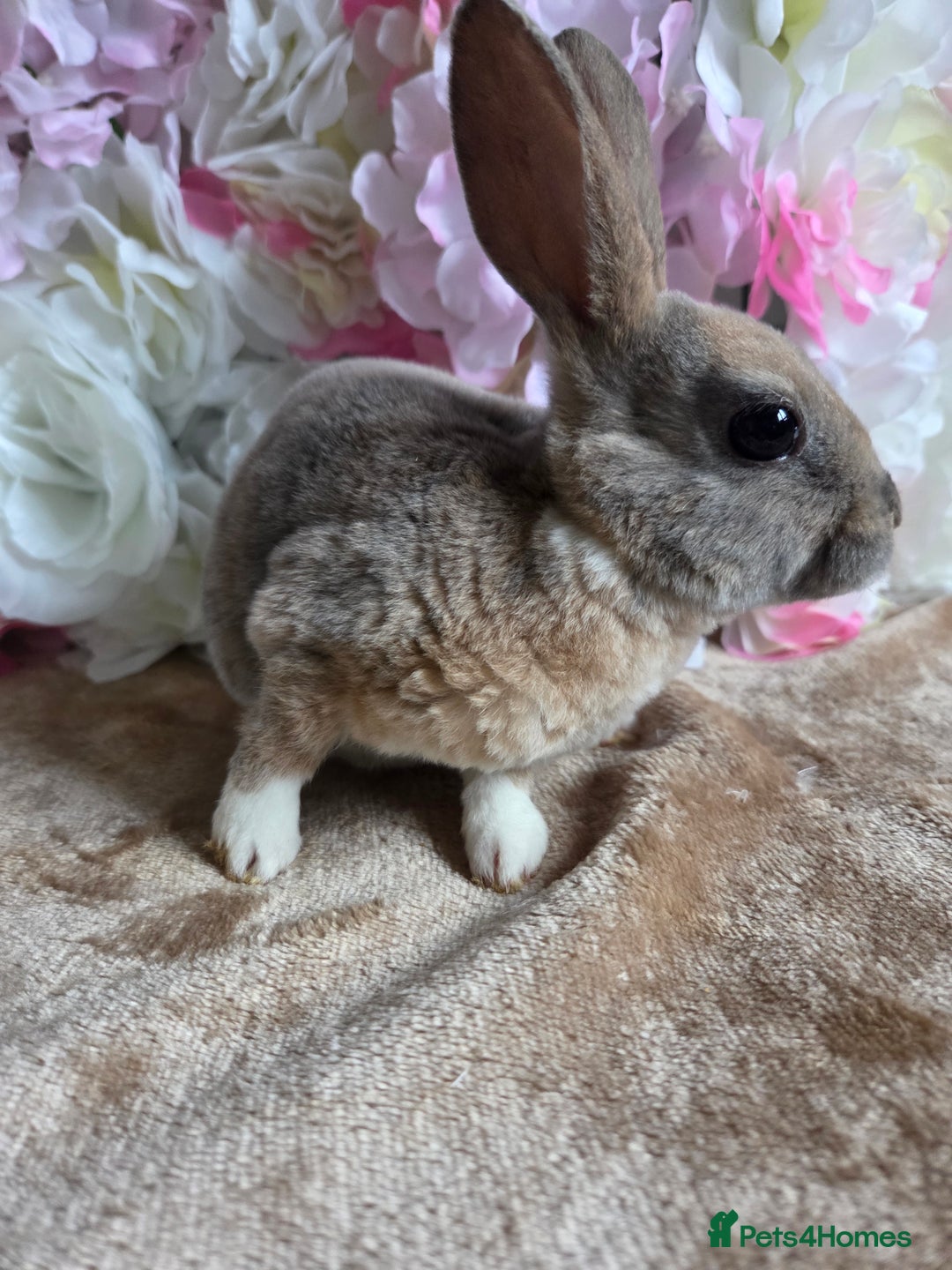 Mini Lop rabbits for sale: Mini lop & mini rex babies available  - Advert 8