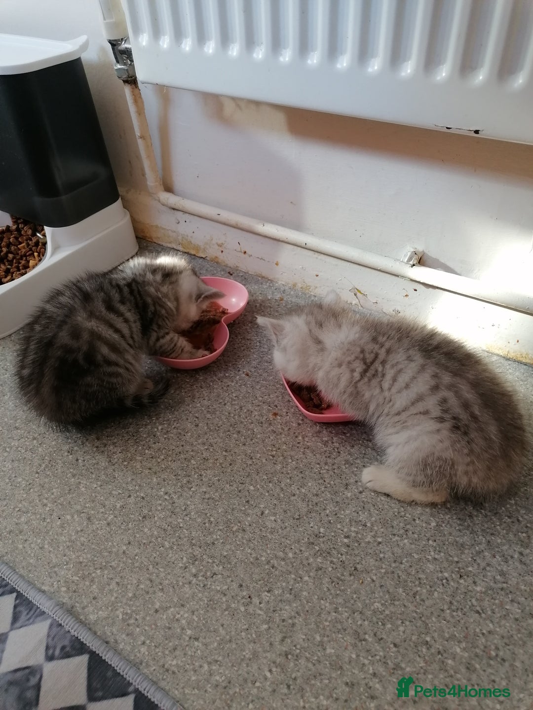 Mixed Breed cats for sale: Ragdoll x persian - Advert 12