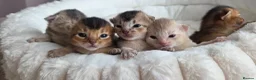 Abyssinian cats for sale: Abyssinian kittens TICA registered - Advert 8
