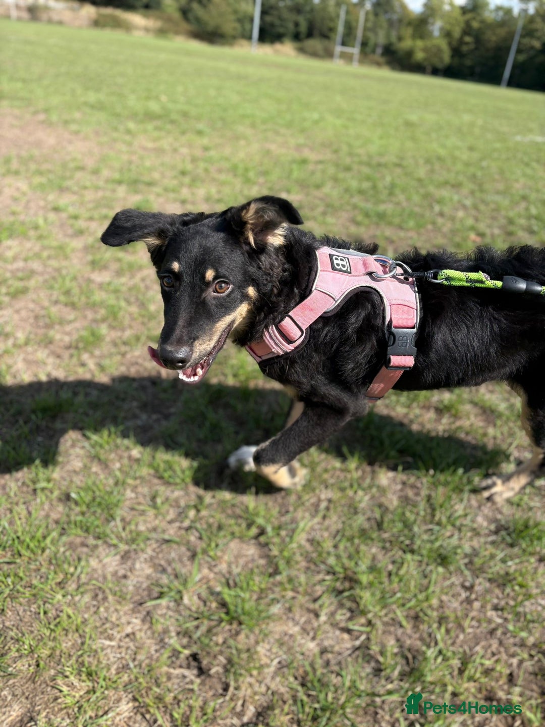 Mixed Breed dogs for adoption: Zolly  - Image 5