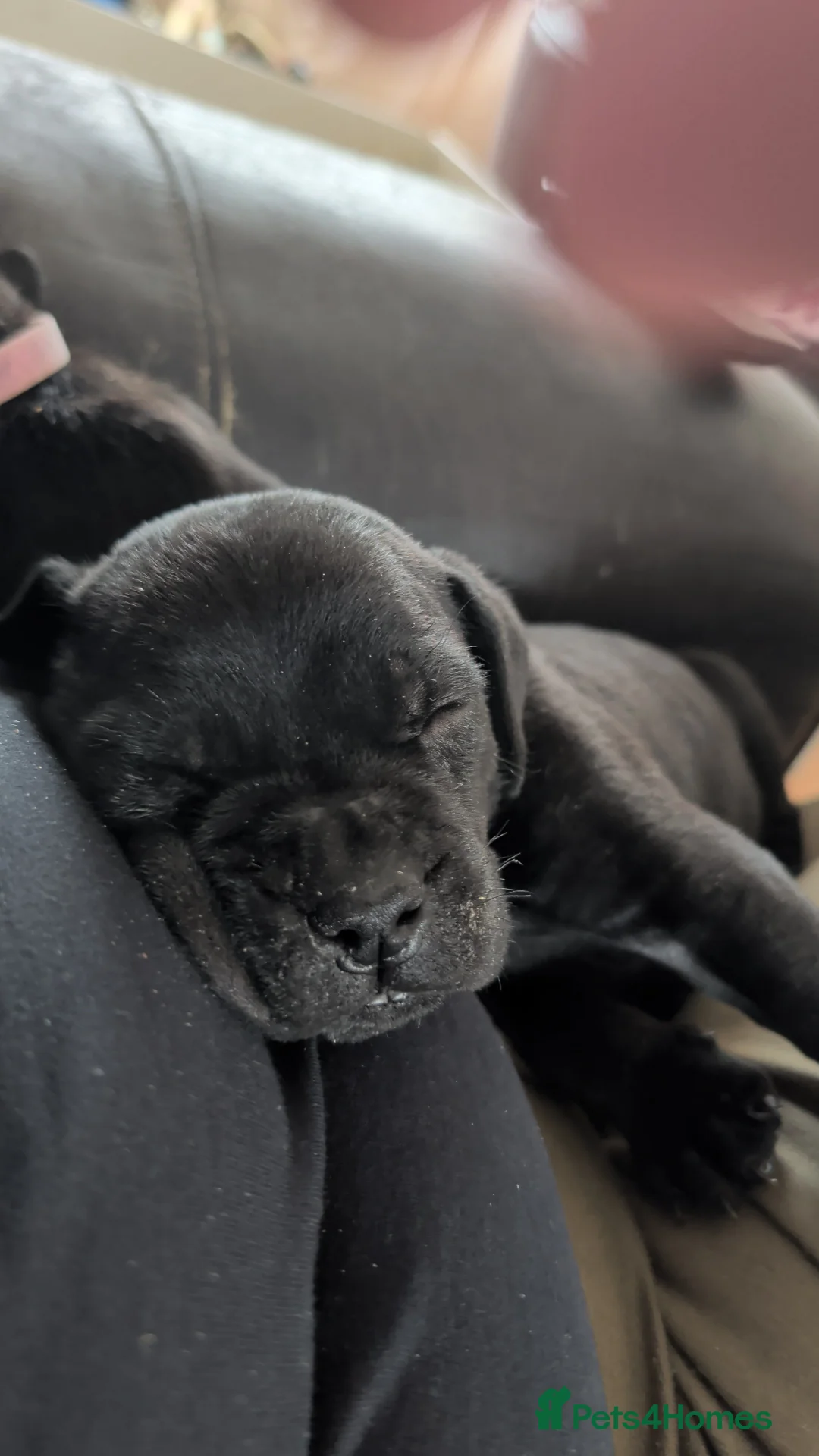 Cane Corso dogs for sale: Cane corso puppies  - Advert 6