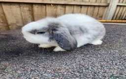 Mini Lop rabbits for sale: Mini lops  - Image 8