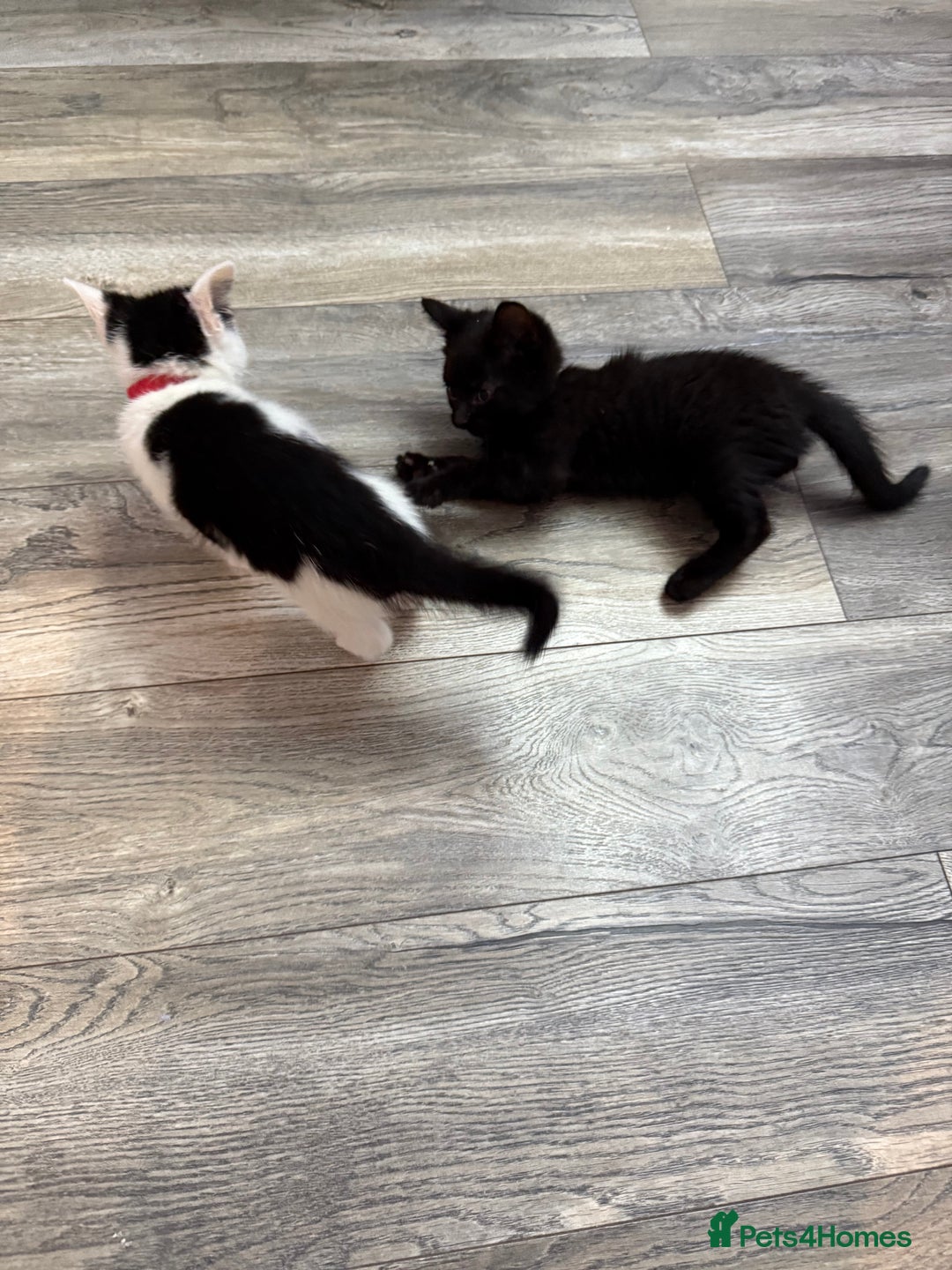 Mixed Breed cats for sale: Kittens for sale - Advert 7