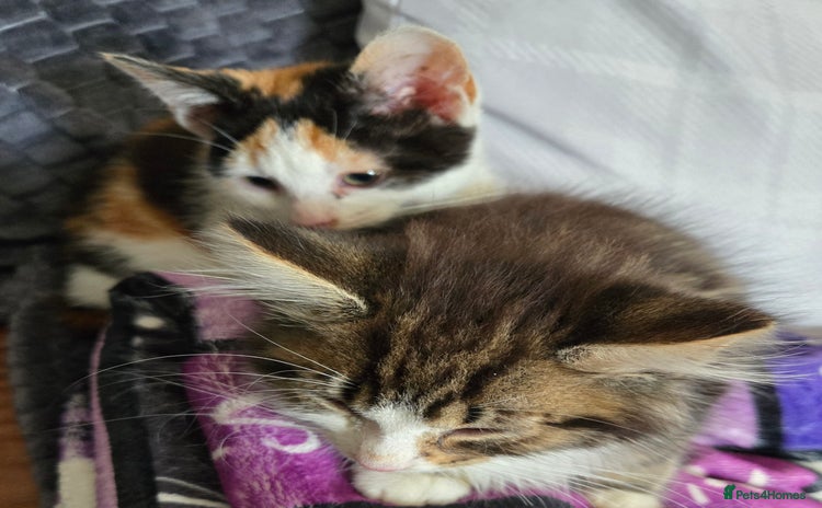 Mixed Breed cats - Advert 8