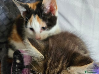 Mixed Breed cats - Advert 6