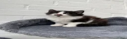 Mixed Breed cats for sale: Kittens for sale  in Peterborough - Advert 4