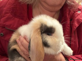 Mini Lop rabbits Mini lops for sale - Advert 18
