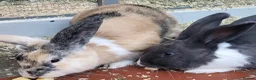 Mixed Breed rabbits for sale: Two rabbits for adoption - Advert 2