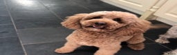 Cockapoo dogs for stud: KC registered miniature poodle health tested in Alford - Advert 2