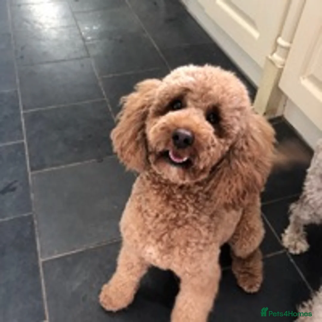 Cockapoo dogs for stud: KC registered miniature poodle health tested in Alford - Advert 2