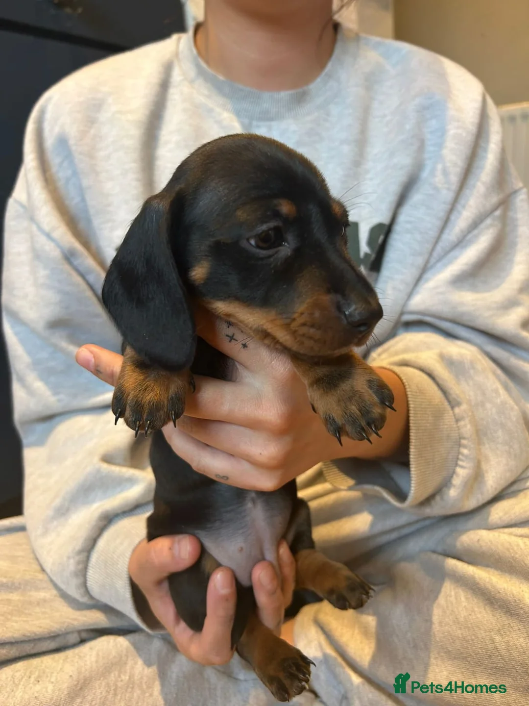 Dachshund dogs for sale: Beautiful Miniature Dachshund Puppies - Advert 17