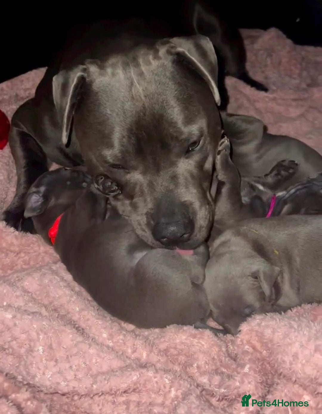 Staffordshire Bull Terrier dogs for sale: Kc blue staffordshire bull terrier puppies - Advert 14
