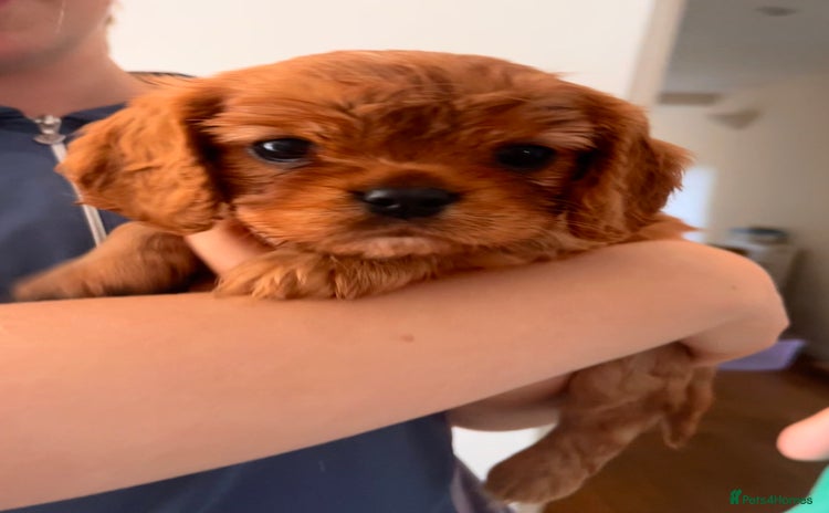 Cavalier King Charles Spaniel dogs - Advert 12