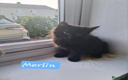 Domestic Shorthair cats for sale: 2 male kittens ready to leave today!  - Image 21