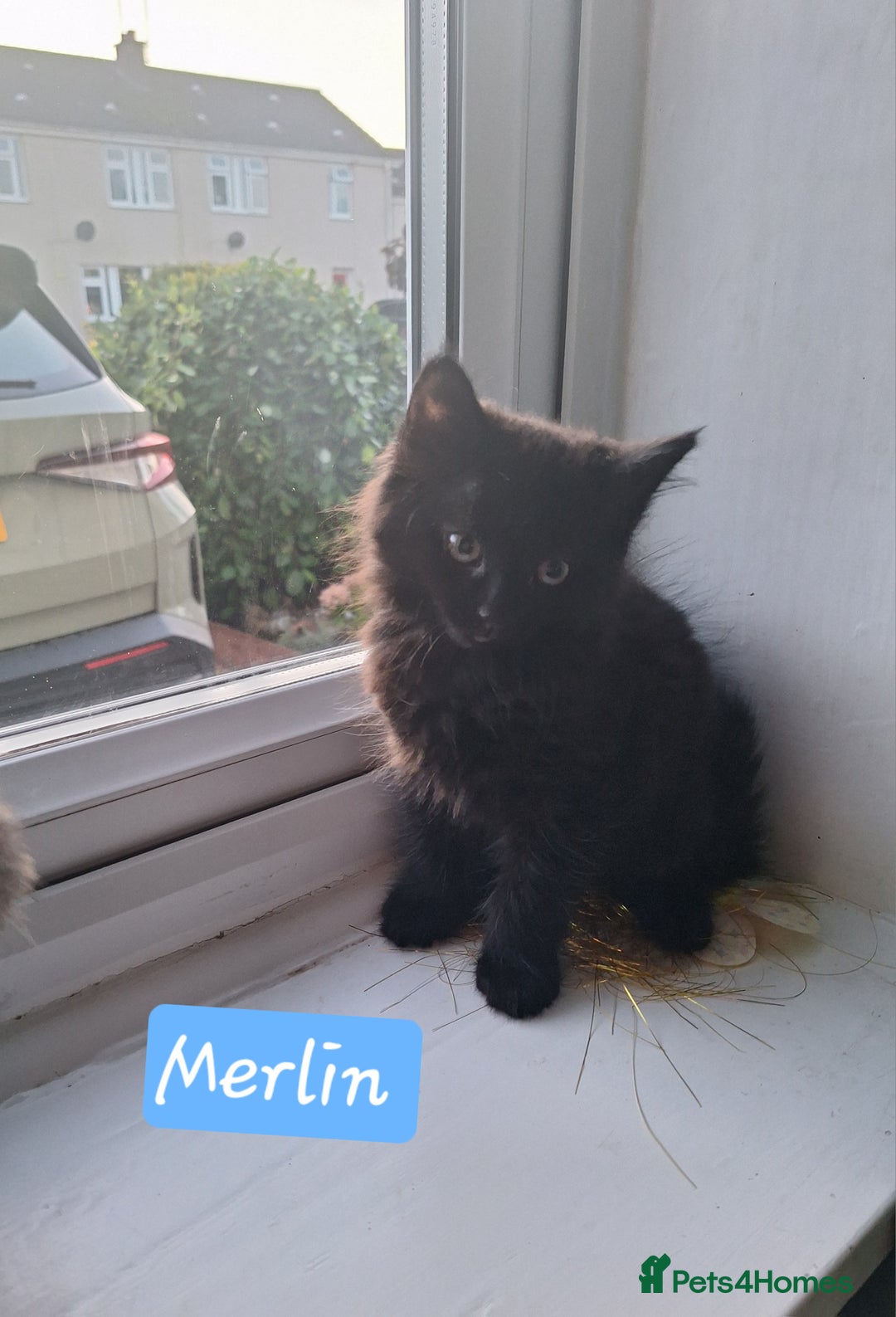 Domestic Shorthair cats for sale: 2 male kittens ready to leave today!  - Image 21