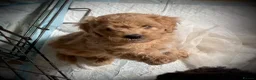 Cavapoo dogs for sale: 1 CARAMEL GIRL AVAILABLE, READY NOW  - Advert 10