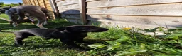 Mixed Breed dogs for sale: Beddy Whippet X Italian Greyhound - Advert 5