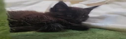 Maine Coon cats for sale: 🐾 Beautiful Maine Coon Kittens 🐾 - Advert 17