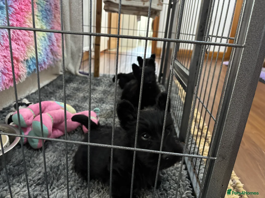 Scottish Terrier dogs for sale: Scottish Terrier Puppies  - Advert 16
