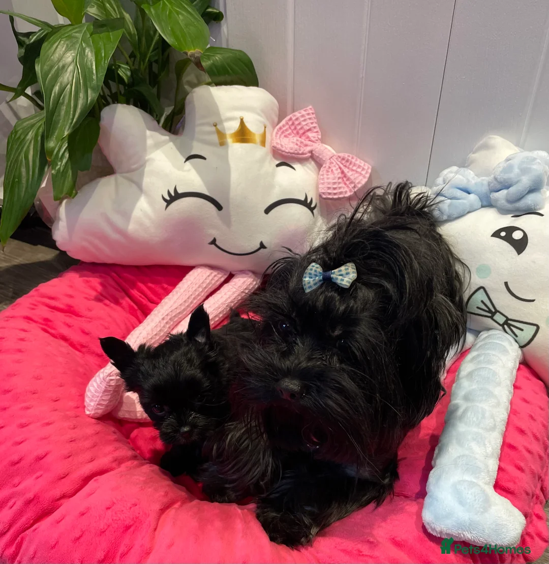 Yorkshire Terrier dogs for sale: pedigree yorkshire terrier ‼️‼️ - Advert 22