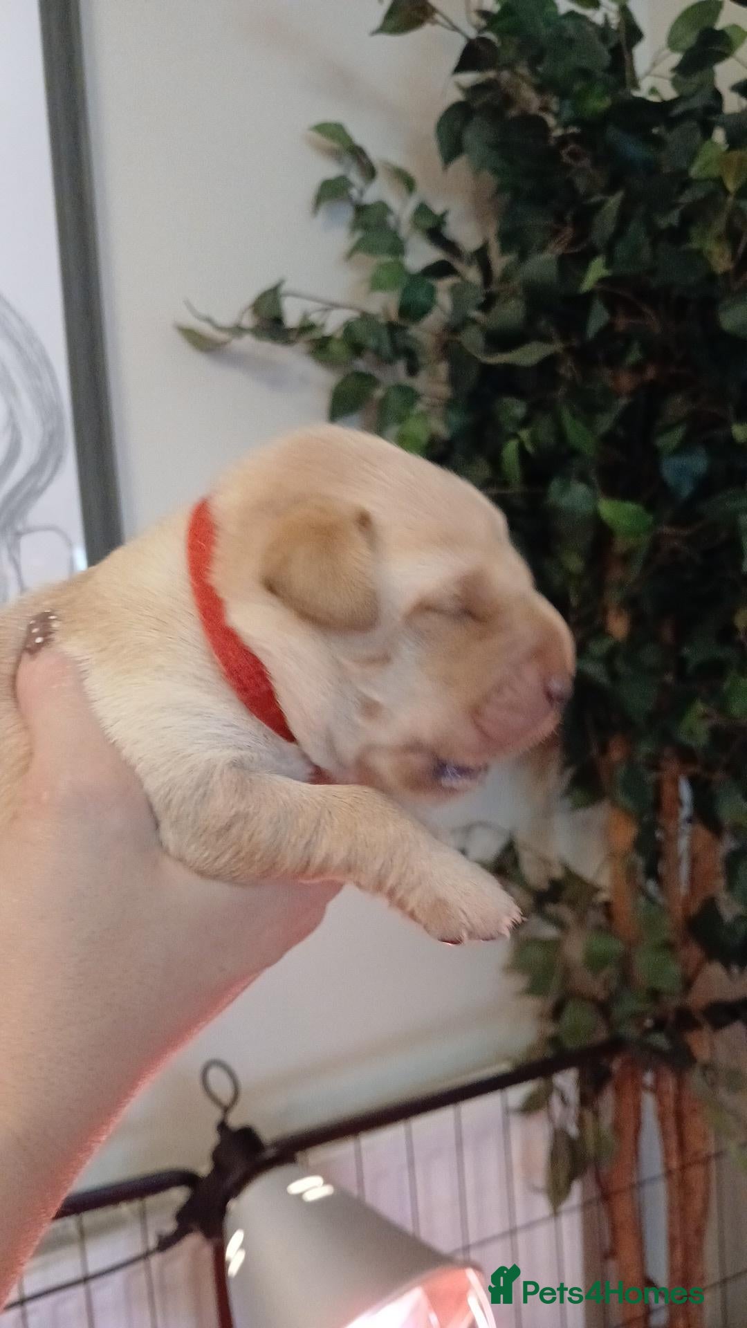 Labrador Retriever dogs Red/Golden Labrador puppies - Advert 2