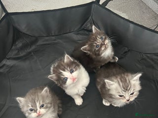 Persian cats ragdoll x persian kitties - Advert 1