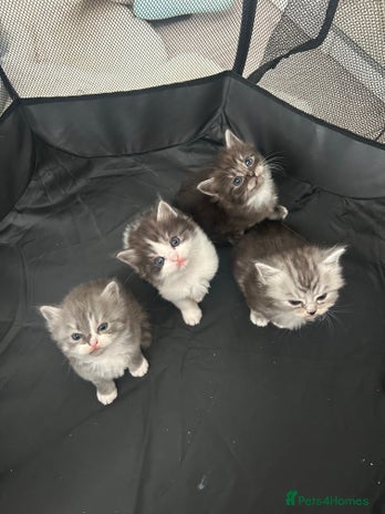 Persian cats ragdoll x persian kitties - Advert 1