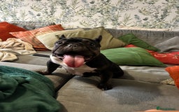 French Bulldog dogs for sale: 6 year old French bulldog  - Image 2