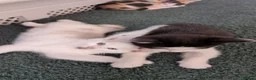 Mixed Breed cats for sale: Cute kittens  - Advert 2