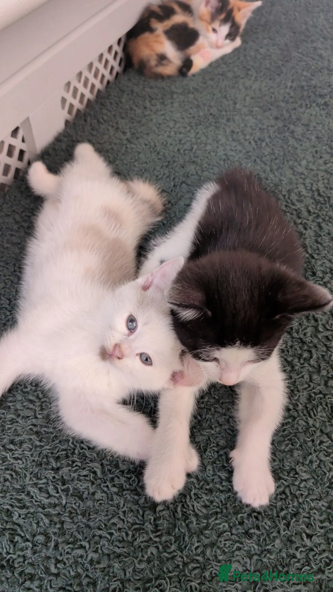 Mixed Breed cats for sale: Cute kittens  - Advert 2