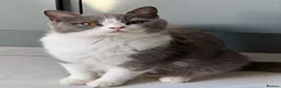 British Shorthair cats for sale: Stunning BritishShorthair Beautiful Fluffy Kittens in Maidstone - Advert 16