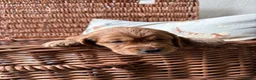 Cocker Spaniel dogs for sale: KC registered Cocker spaniels - Advert 13