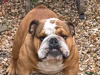 English Bulldog dogs - Advert 1