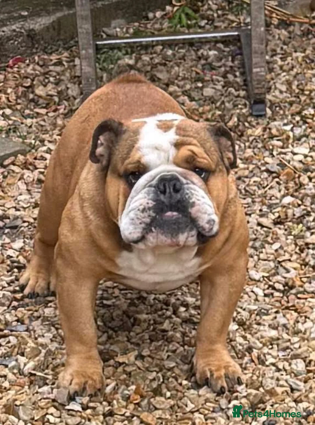 English Bulldog dogs for stud: Meet Walter our stunning Kc boy  - Advert 2