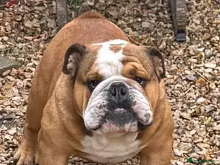 English Bulldog dogs Meet Walter our stunning Kc boy - Advert 2