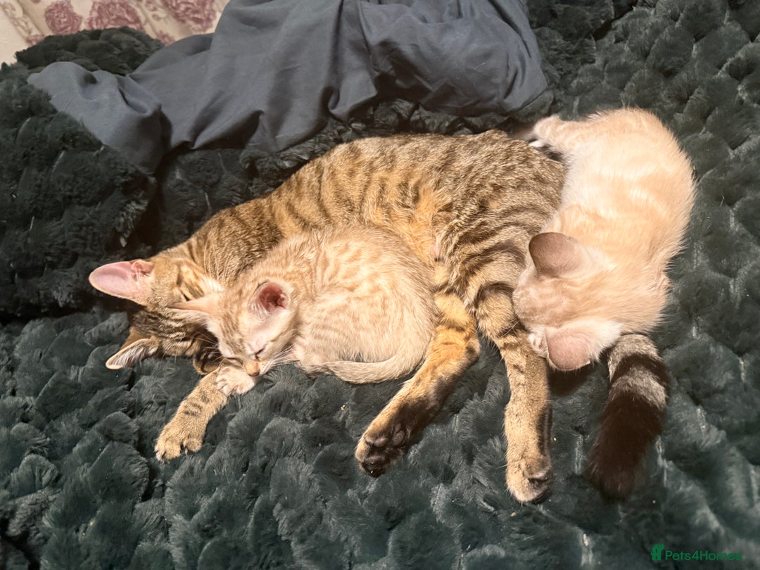 Bengal cats for sale: 2 gorgeous Bengal kittens for sale  - Advert 5