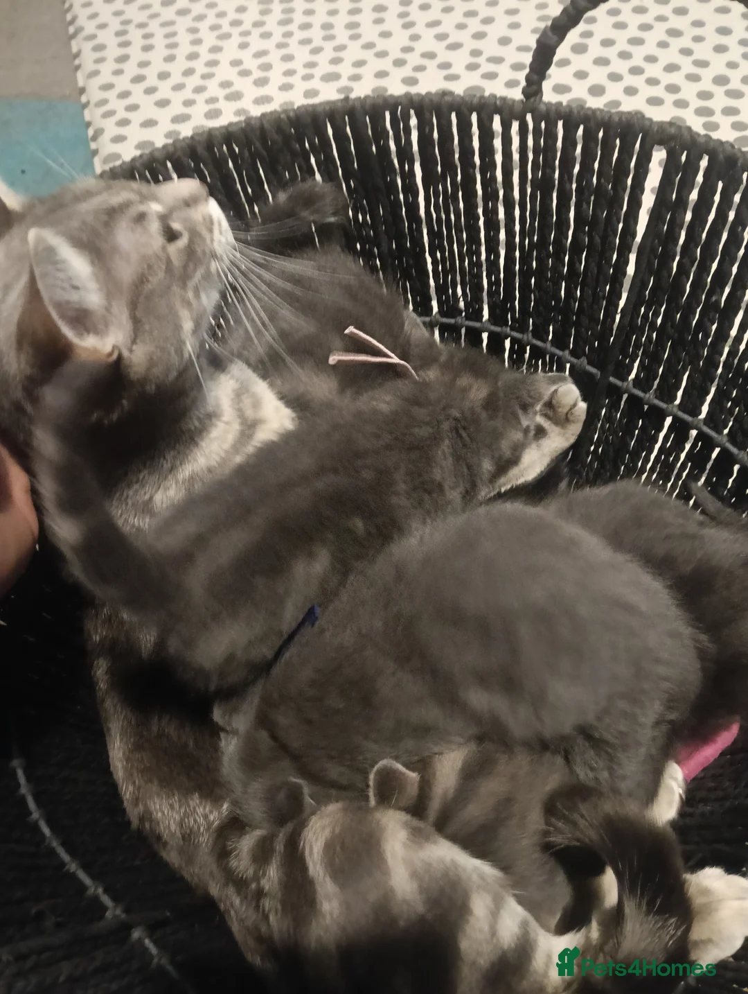 Mixed Breed cats for sale: Beautiful grey/tabby kittens - Advert 2