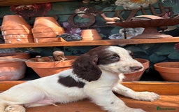 Cocker Spaniel dogs for sale: 3 cocker spaniels  - Image 6