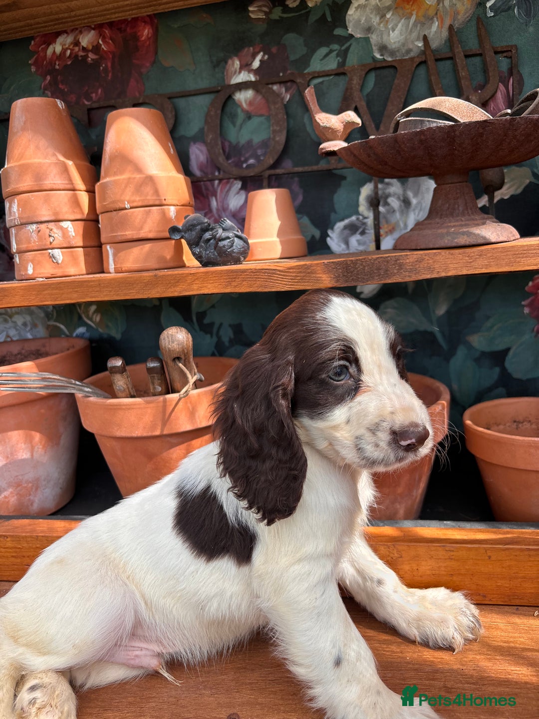 Cocker Spaniel dogs for sale: 3 cocker spaniels  - Image 6
