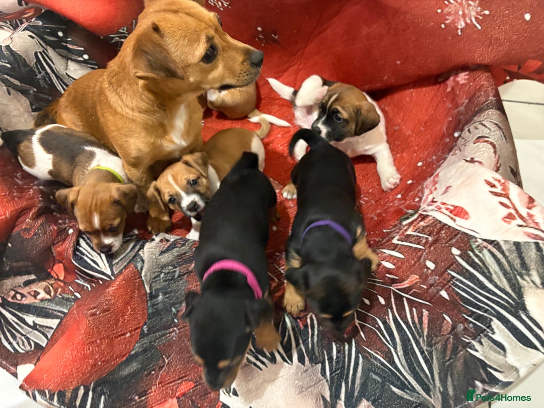 Jack Russell dogs for sale: 6 striking puppies  - Advert 7