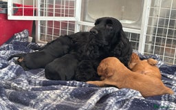 Cocker Spaniel dogs for sale: Sadly back available stunning show boy - Image 21