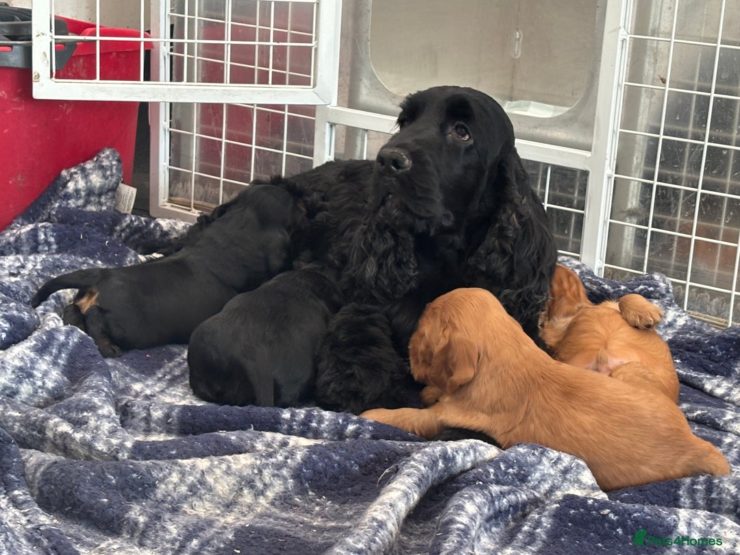 Cocker Spaniel dogs for sale: Sadly back available stunning show boy - Image 21