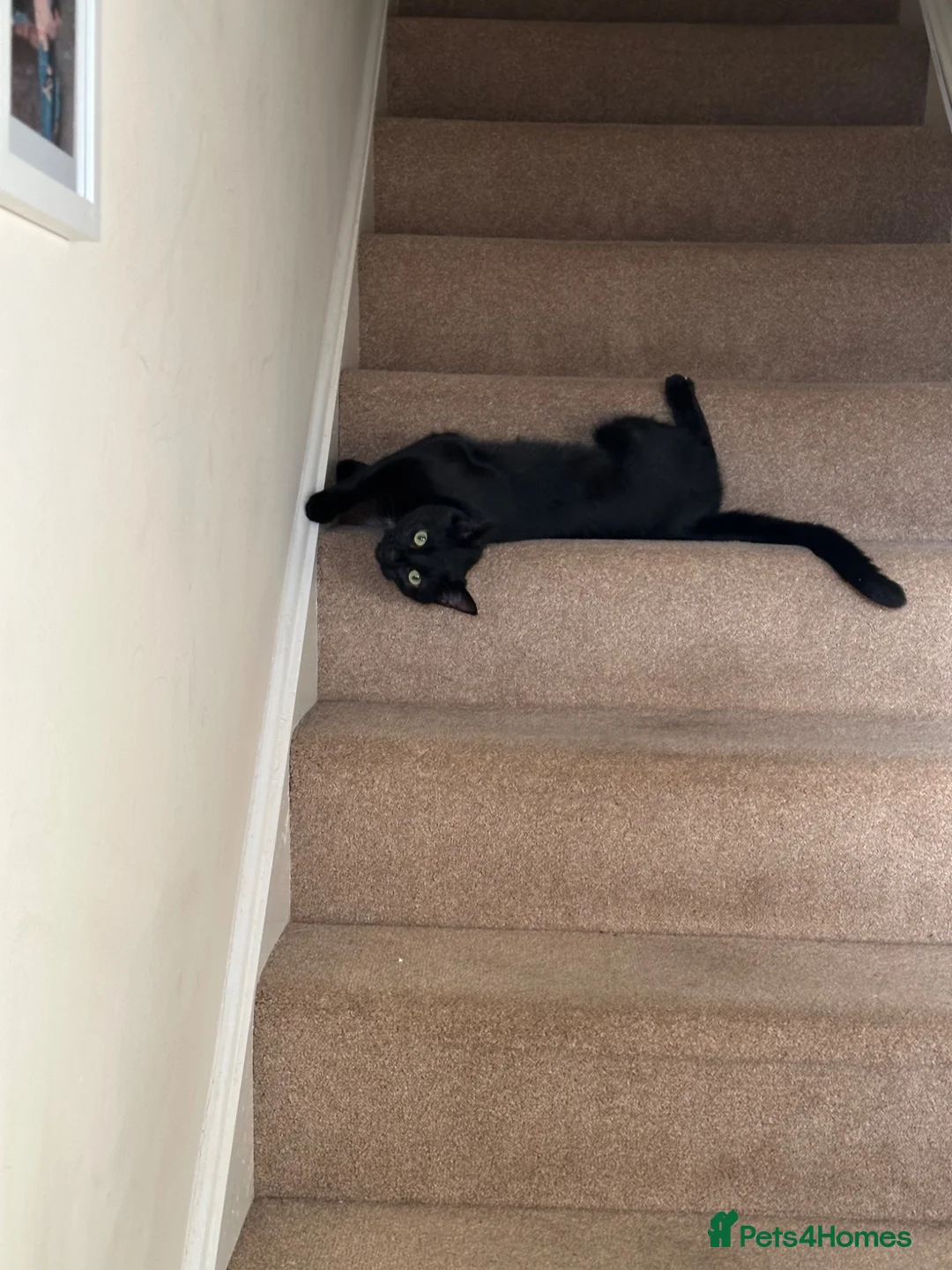 British Shorthair cats for sale: Pepper - Advert 1
