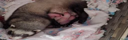 Ferret rodents for sale: Ferrets for sale  in King's Lynn - Advert 2