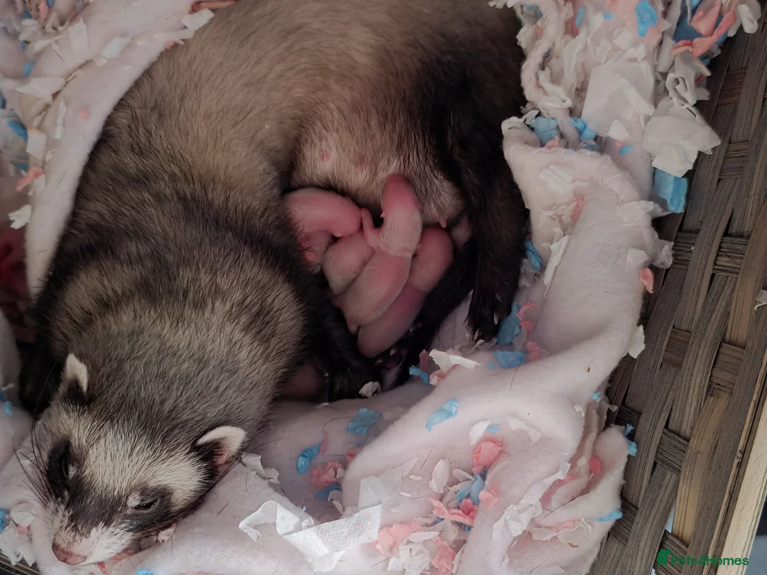 Ferret rodents for sale: Ferrets for sale  in King's Lynn - Advert 2