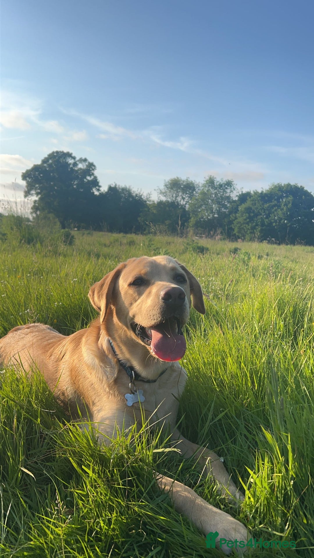 Labrador Retriever dogs for stud: Exceptional Labrador Stud - Advert 3