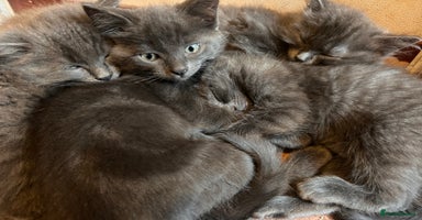 Ragdoll cats - Advert 5