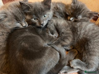 Ragdoll cats - Advert 20