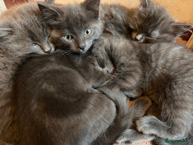 Ragdoll cats - Advert 1