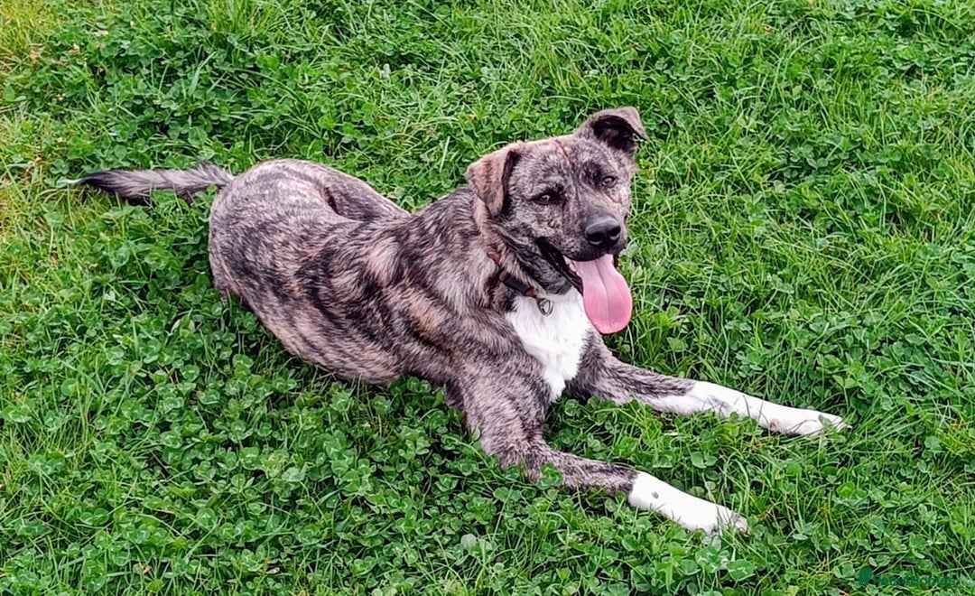 Mixed Breed dogs for adoption: Benji  - Advert 16